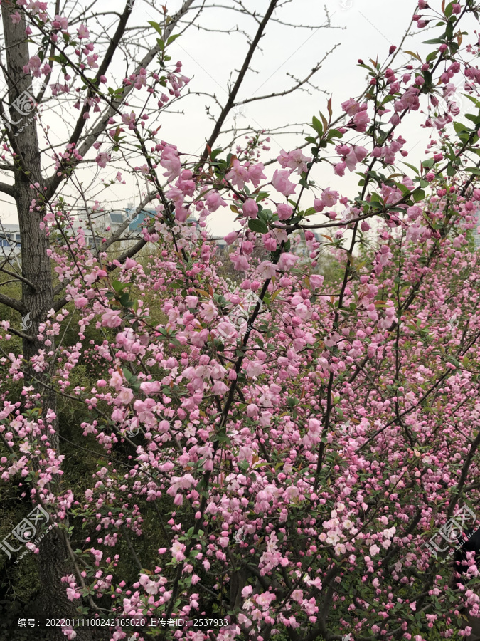春天盛开的海棠花风景图片