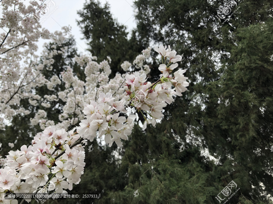 春季里盛开的白色樱花图片
