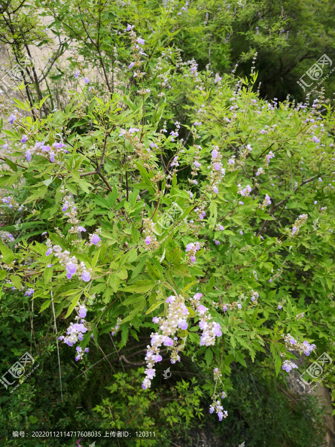 小串花紫荆花