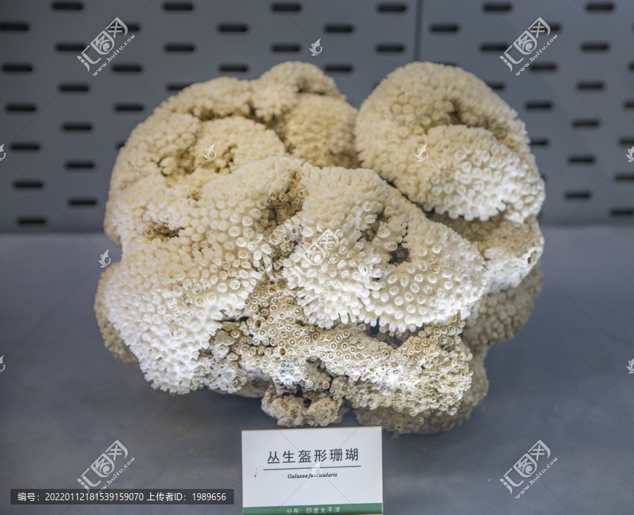 丛生盔形珊瑚