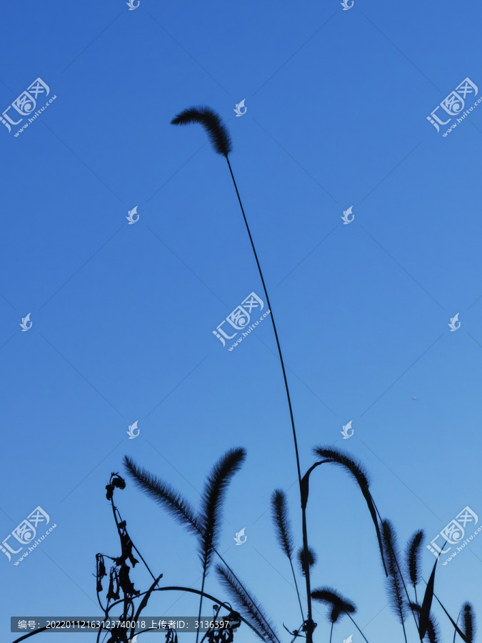 秋草