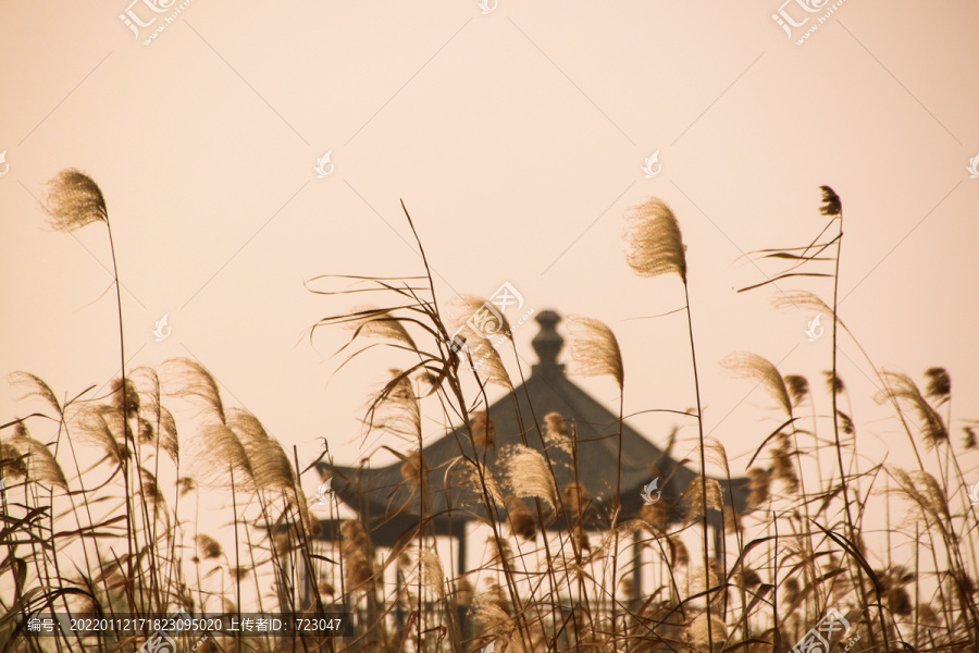 下渚湖湿地