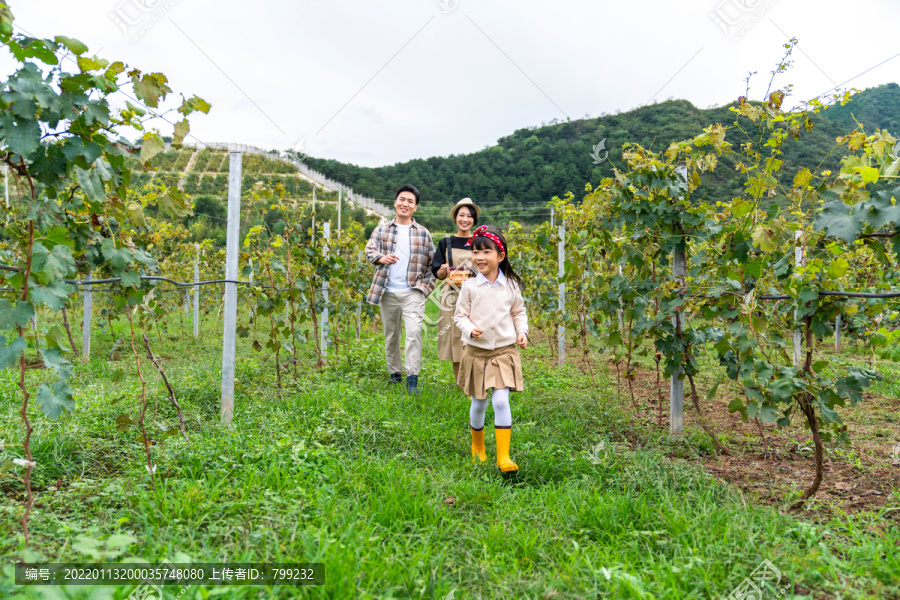 年轻家庭在果园采摘葡萄