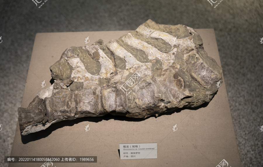 蜀龙尾椎化石