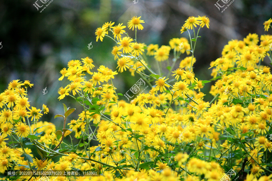 野菊花