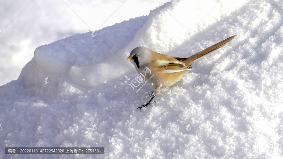 文须雀鸟在白雪中嬉戏觅食