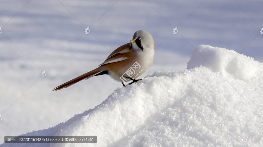 文须雀鸟在白雪中嬉戏觅食