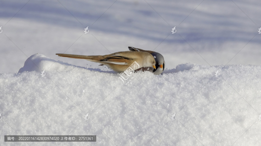 文须雀鸟在白雪中嬉戏觅食