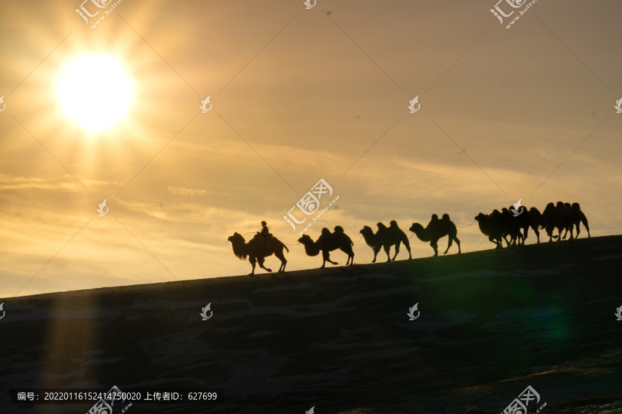 夕阳下的骆驼