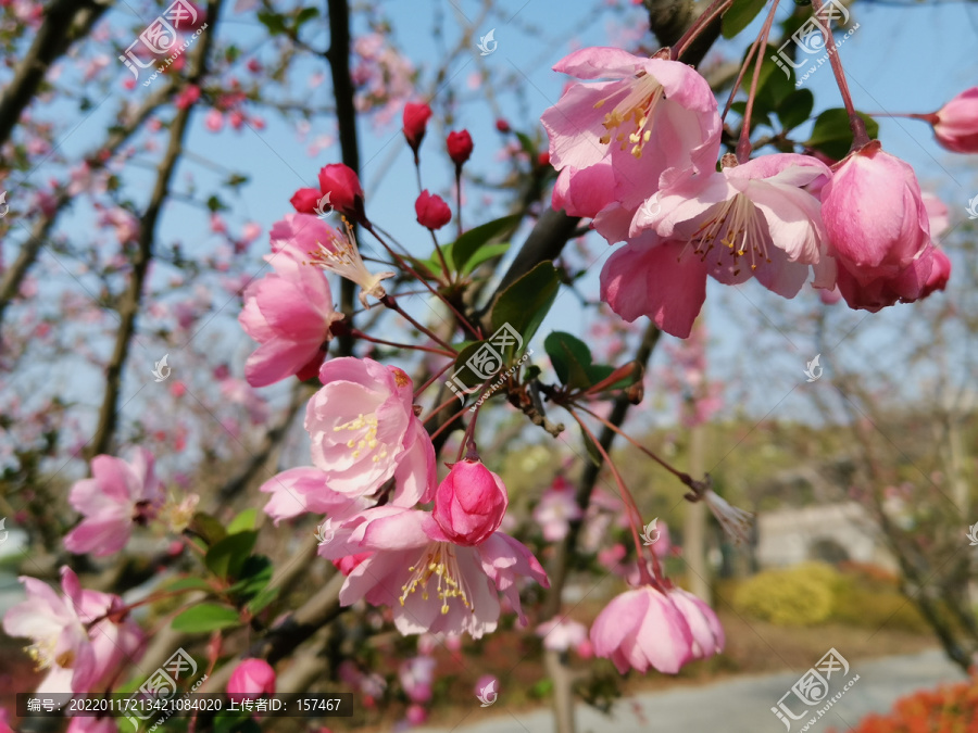 垂丝海棠花树