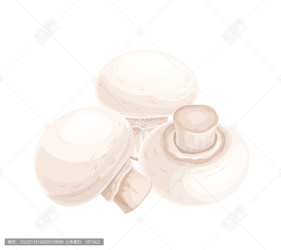 白色新鲜蘑菇插图