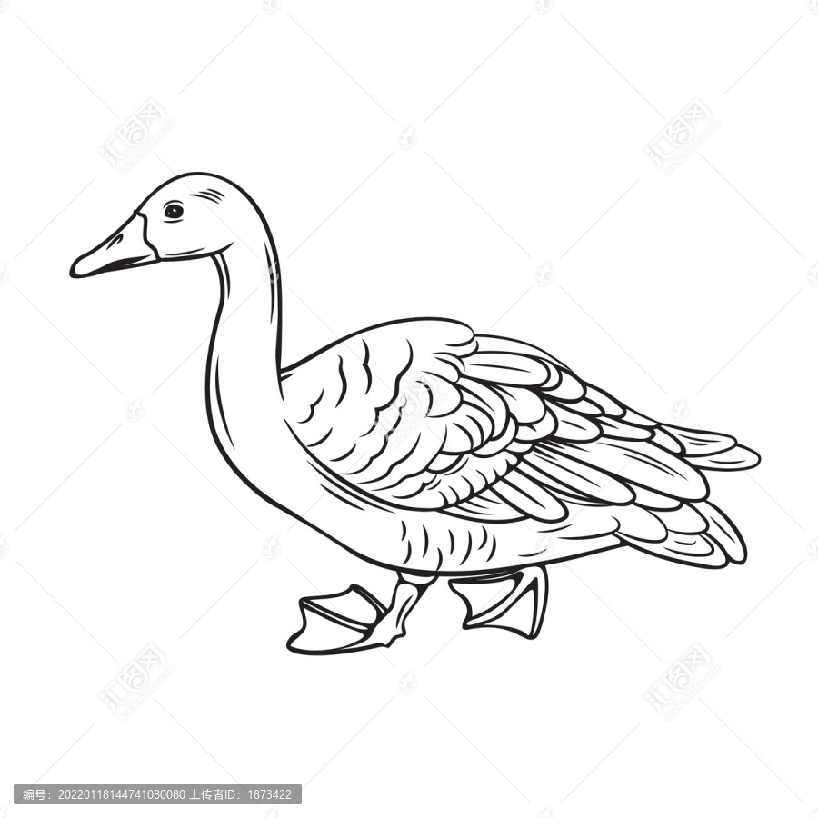 黑白手绘鸭子插图