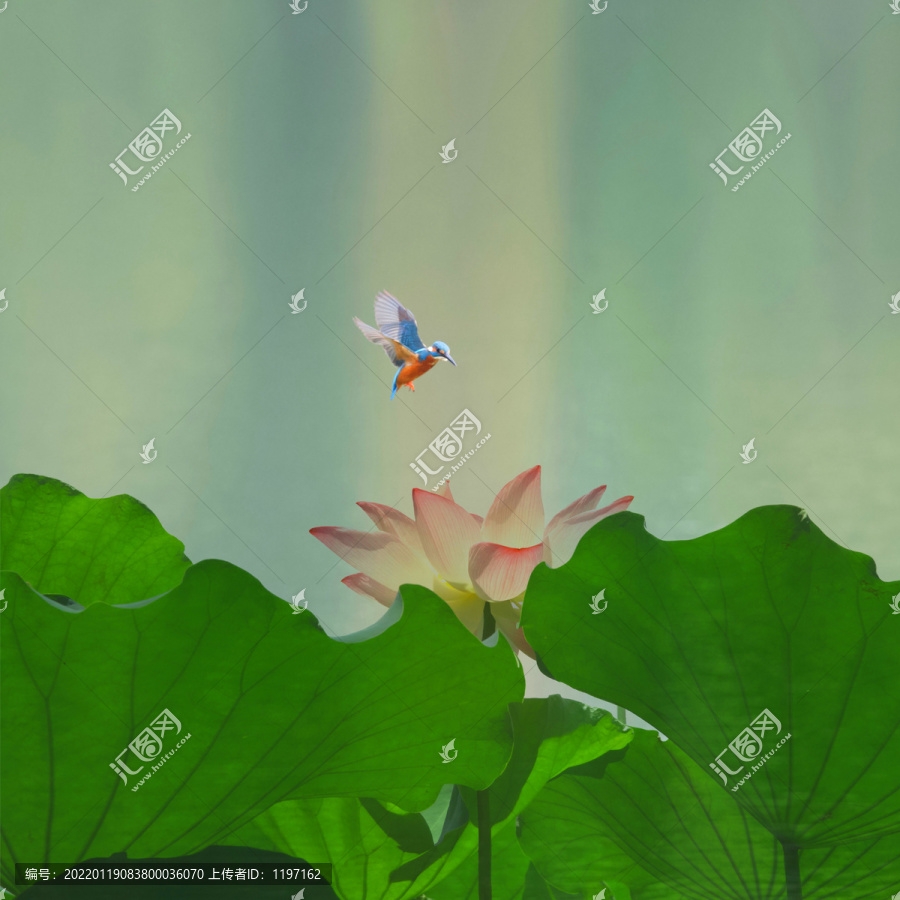 荷花翠鸟