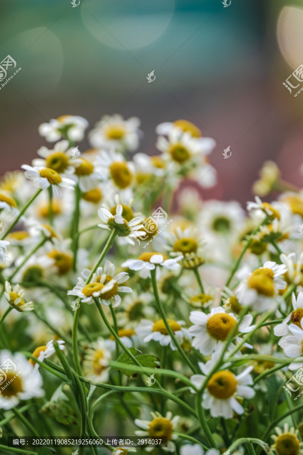 雏菊