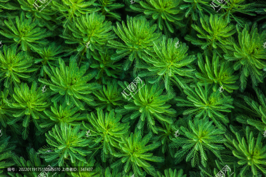 水生植物粉绿狐尾藻