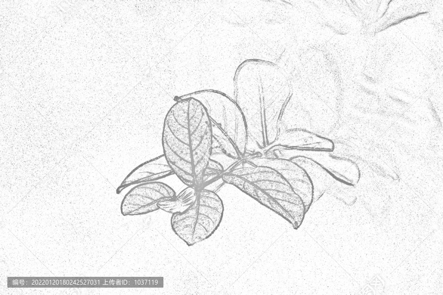 素描轮廓