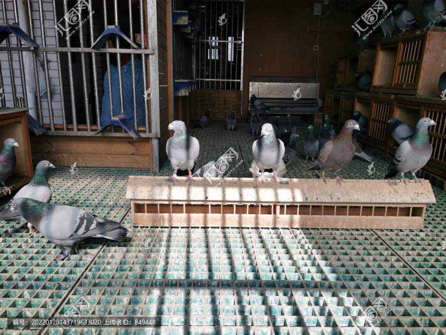 鸽棚