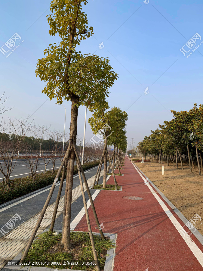 城市马路边的绿化带
