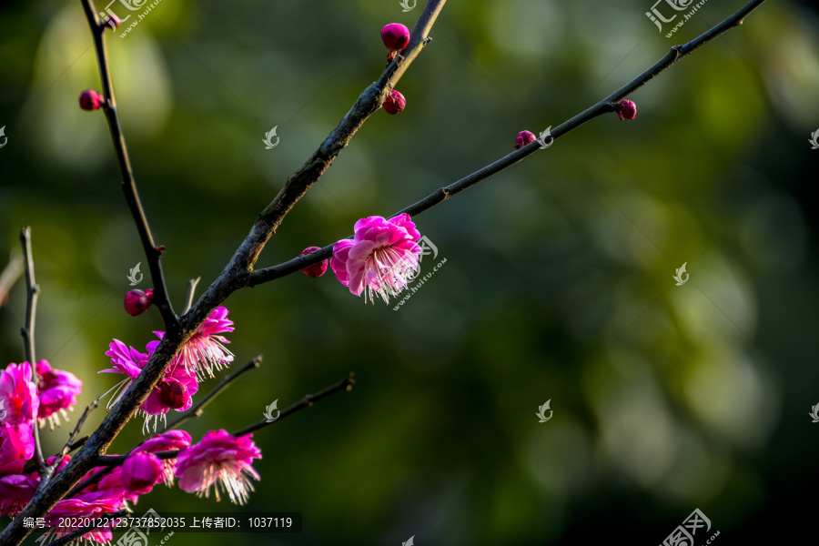 梅花