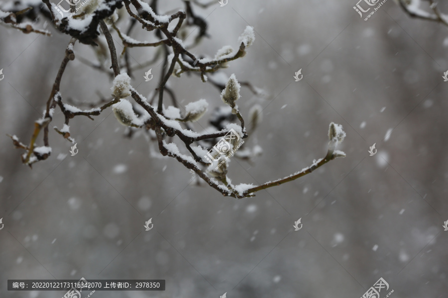 冬天下雪中玉兰花花苞