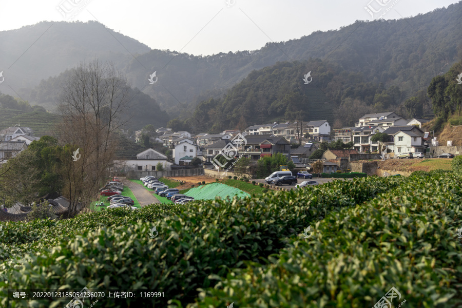 龙井茶