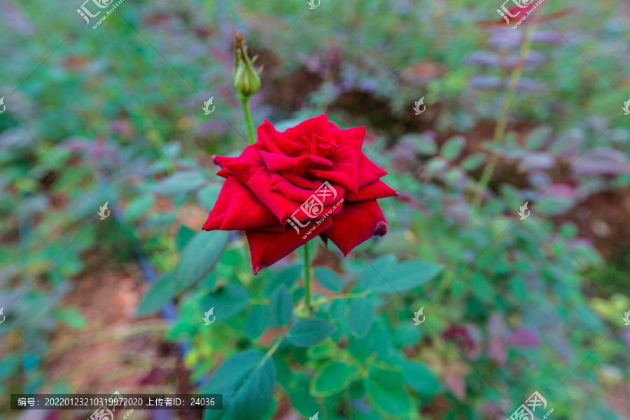 玫瑰花特写