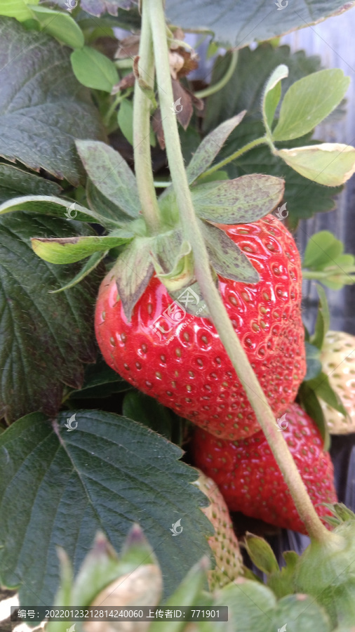 成熟草莓