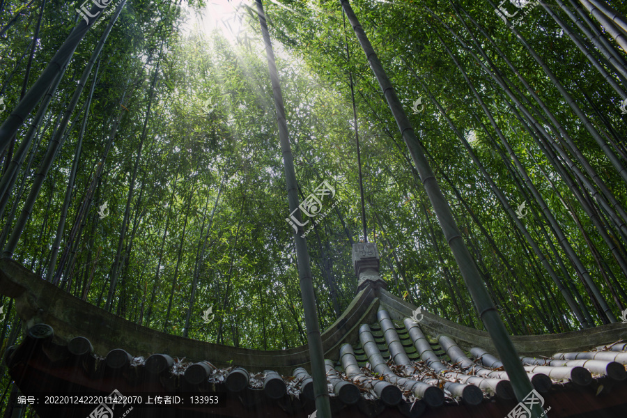 天师府竹林