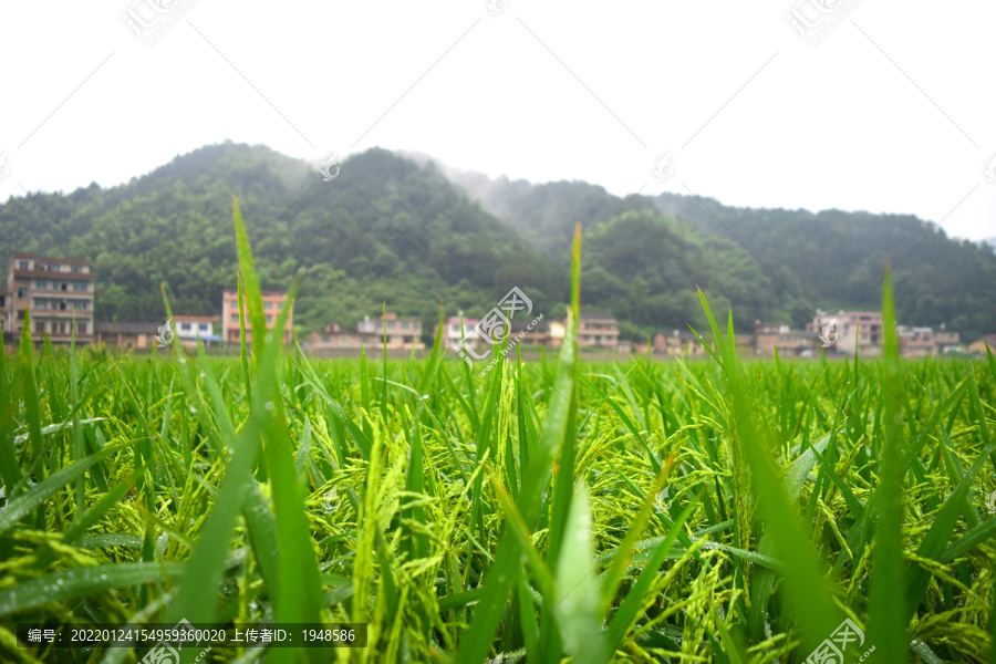 稻谷种植
