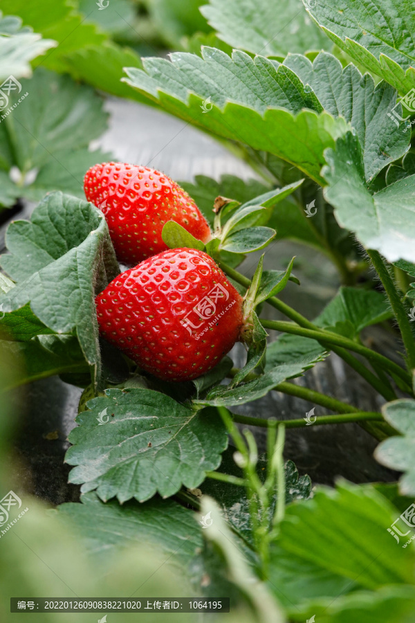 草莓水果摄影