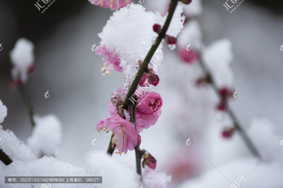 雪中绽放的梅花