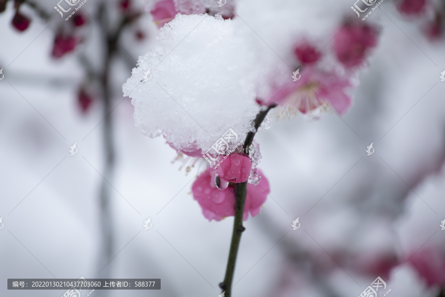 雪中绽放的梅花