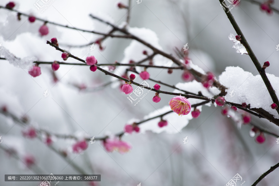 雪中绽放的红梅花