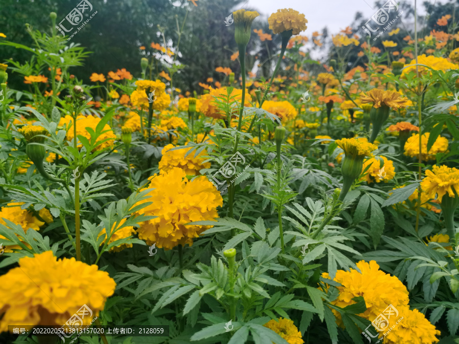 好多万寿菊花