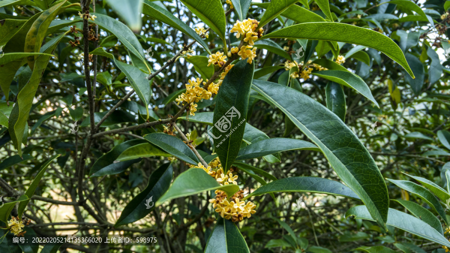 桂花树