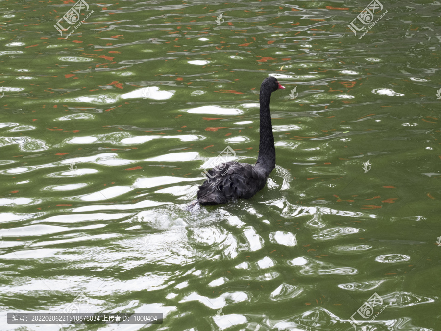 绿色湖水中黑天鹅背影