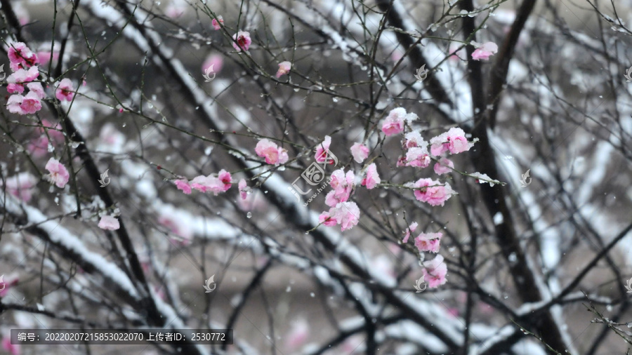 冰雪红梅