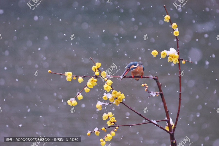 雪中翠鸟