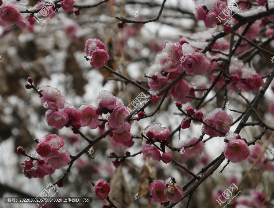 梅花雪