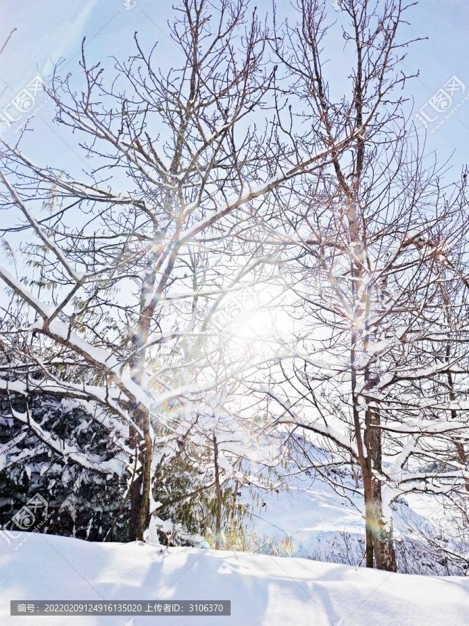 树上的雪花