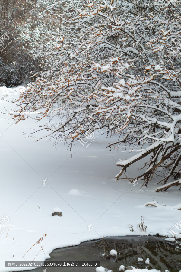 冰雪中的沙棘树沙棘树