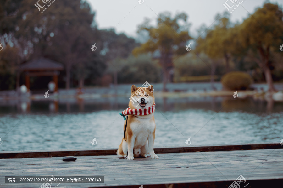 宠物柴犬高清写真