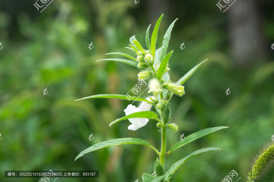 硕果累累的芝麻农作物