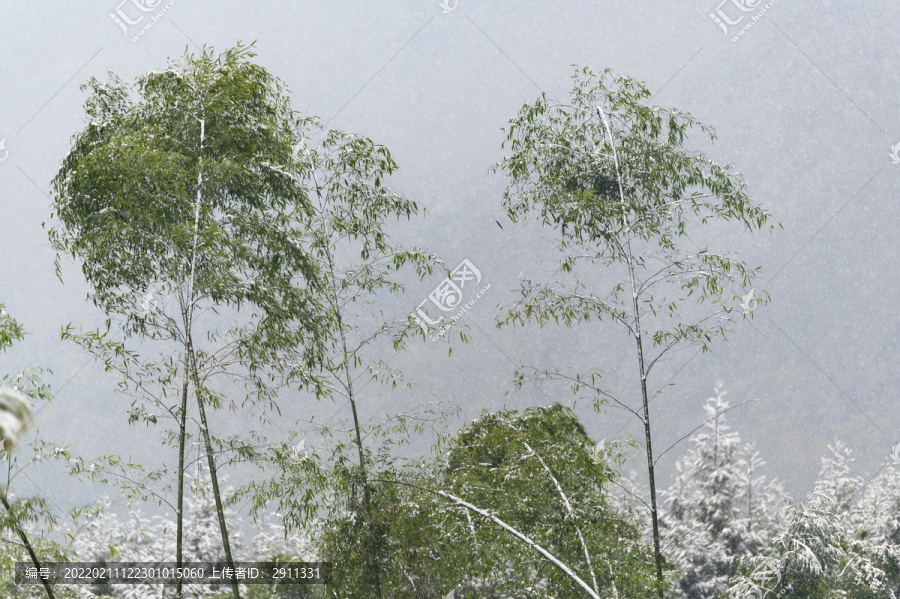 寒冷天气树木枝头积雪覆