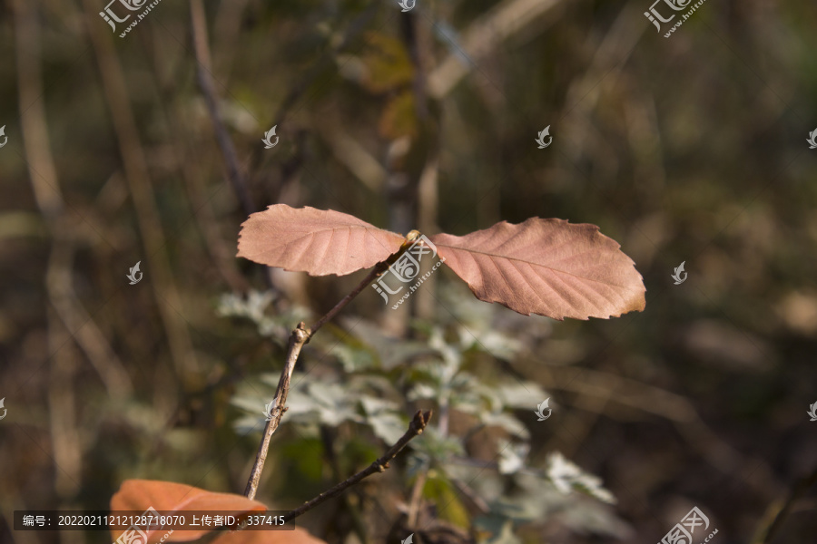 枹栎