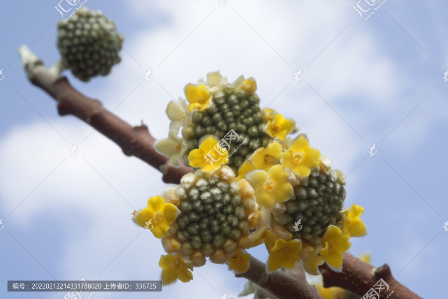 园林观赏花卉梦冬花