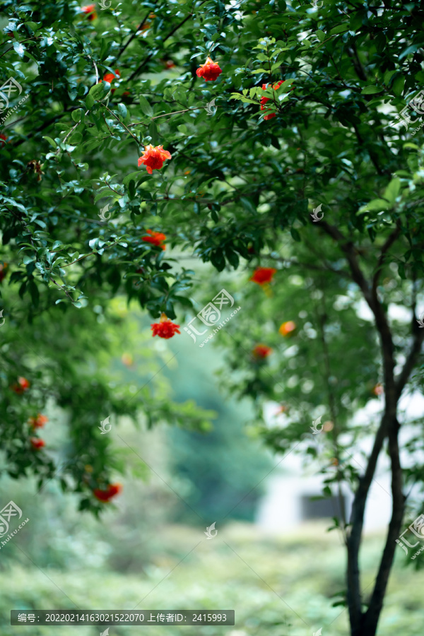 树枝石榴花