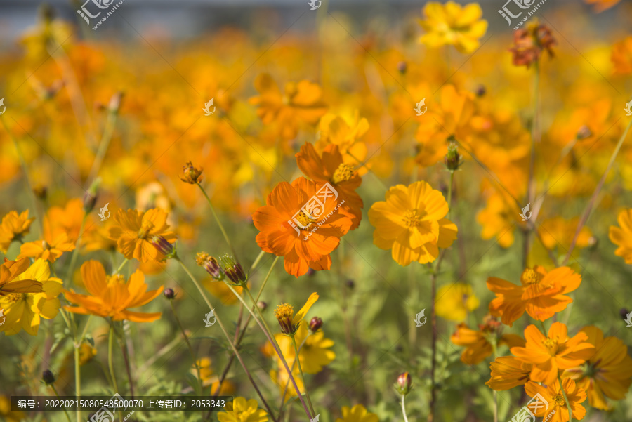 波斯菊花