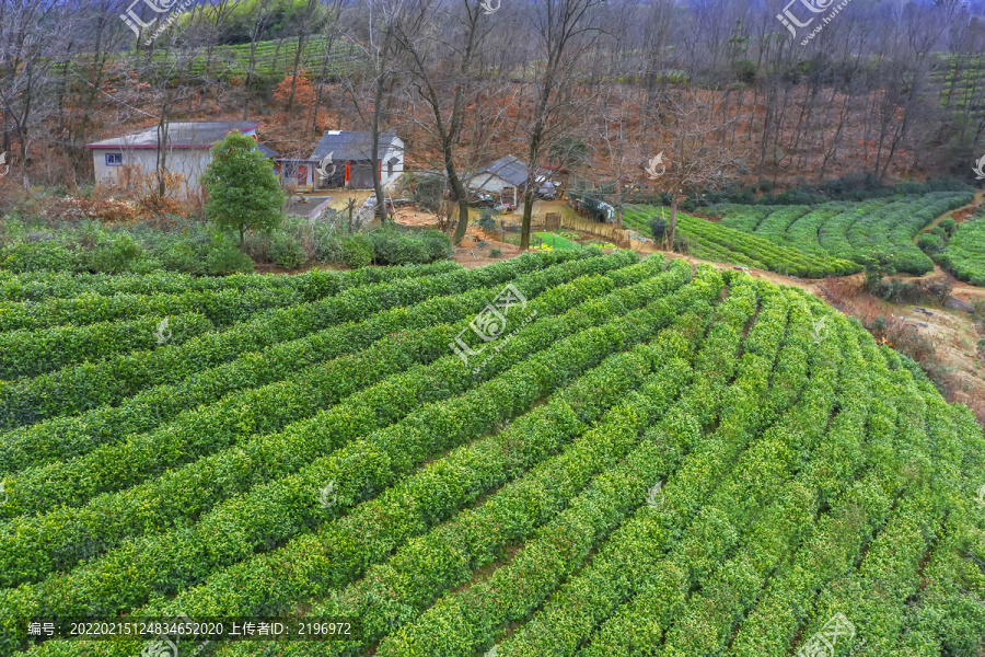 茶田茶厂图片