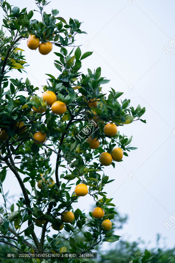 橘子橙子新鲜水果美食柑橘